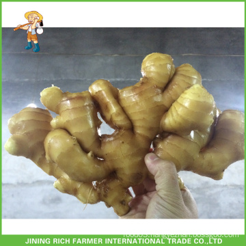 Good Quality Chinese Fresh Ginger